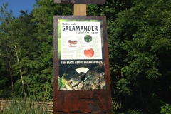 Salamander Display on Trail