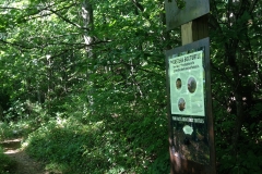 Turtle Display on Trail
