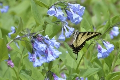 Bluebell and Swallowtail