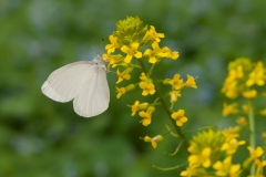 Butterfly and Yellow Rocket 2