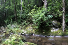 Hazel Creek 1 with PS Treatments
